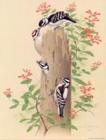 William Zimmerman - Downy Woodpecker